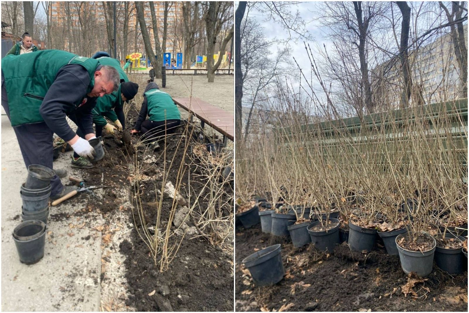 Популярний сквер Харкова прикрасили сотнями кущів бирючини